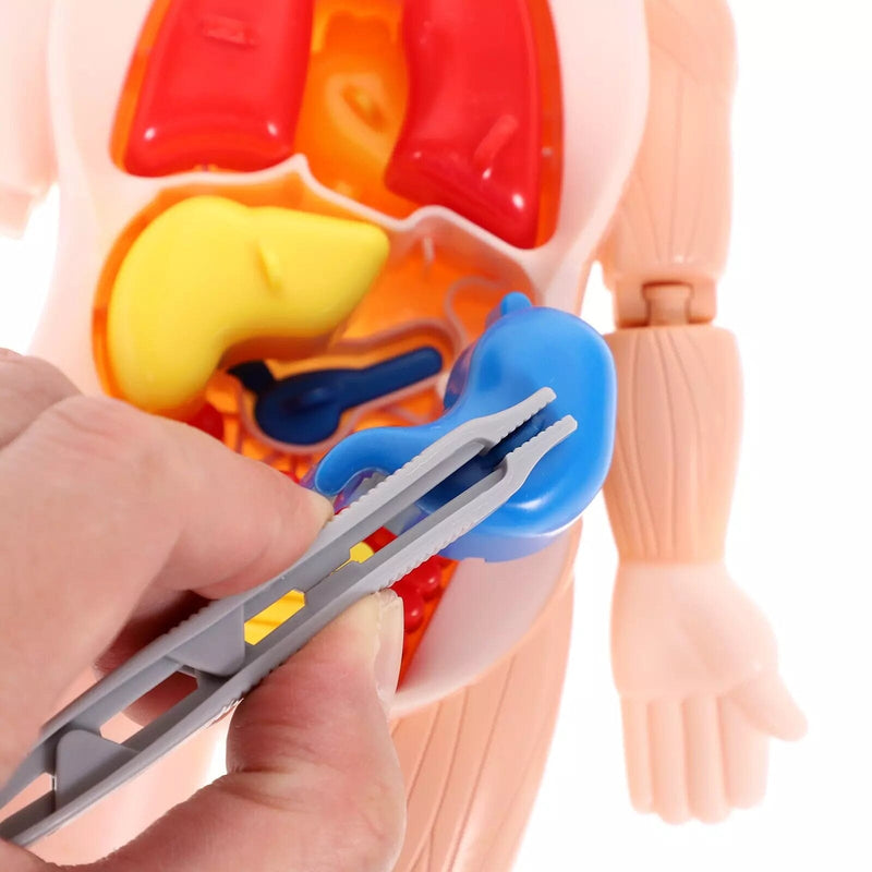 Toy Anatomy - Brinquedo Educacional de Anatomia Humana I&C 3 Criativaê 