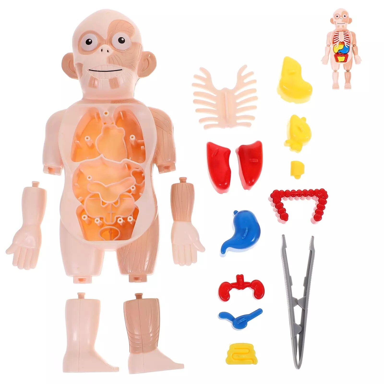 Toy Anatomy - Brinquedo Educacional de Anatomia Humana I&C 3 Criativaê
