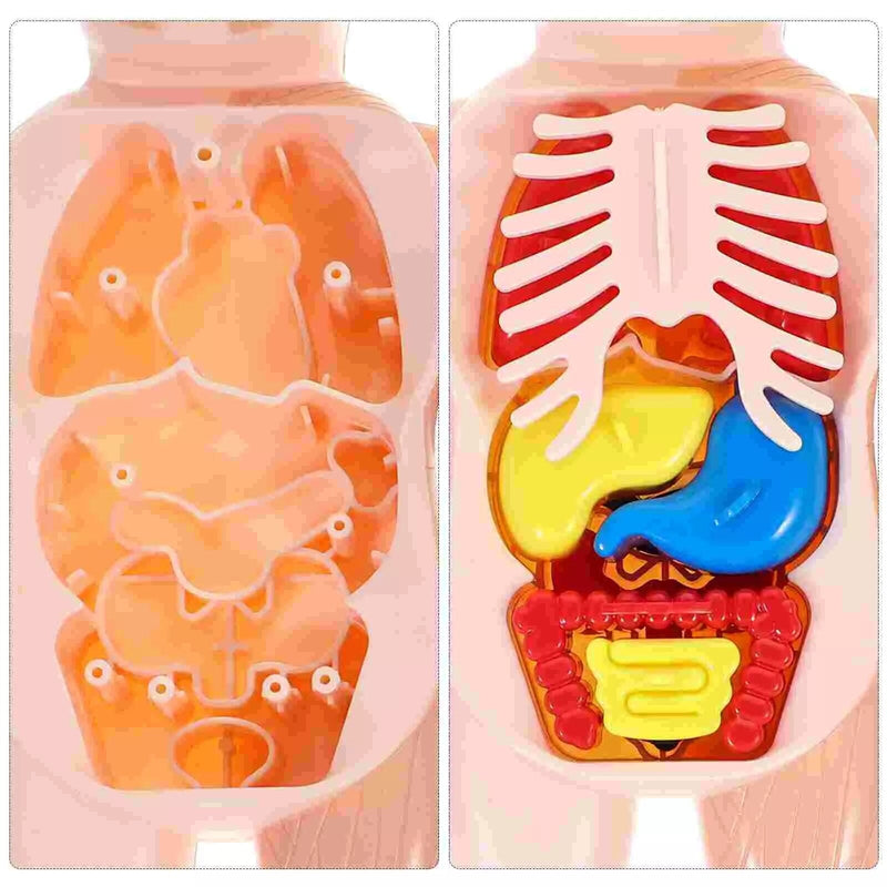 Toy Anatomy - Brinquedo Educacional de Anatomia Humana I&C 3 Criativaê 