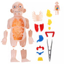 Toy Anatomy - Brinquedo Educacional de Anatomia Humana I&C 3 Criativaê 